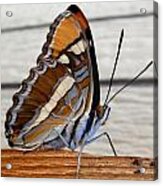 Winged Beauty Front View Acrylic Print