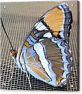 Winged Beauty Side View Acrylic Print