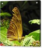 Wings Of Gold Acrylic Print