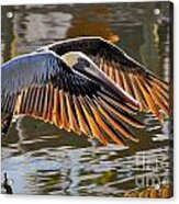 Wings Of Gold Acrylic Print