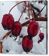Winter Berries Acrylic Print