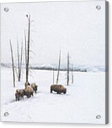 Winter Buffalo Acrylic Print