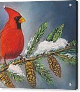 Winter Cardinal 2 Acrylic Print