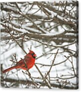 Winter Cardinal Acrylic Print