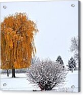Winter Colors Acrylic Print