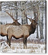 Winter Elk Acrylic Print