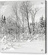 Winter Forest Landscape Acrylic Print