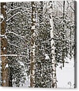 Winter Forest Landscape Panorama Acrylic Print
