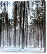 Winter Light In A Forest With Dancing Trees Acrylic Print