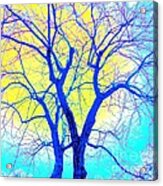 Winter Marriage Of Two Trees Acrylic Print