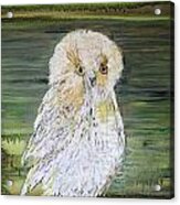 Harry's Owl Acrylic Print