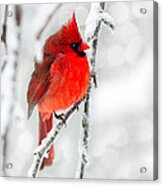 Winter Red Acrylic Print