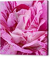 Winter Rose Acrylic Print