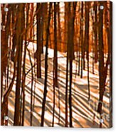 Winter Shadows Acrylic Print