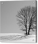 Winter - Snow Trees 2 In Mono Acrylic Print