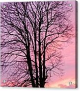 Winter Sunset Acrylic Print