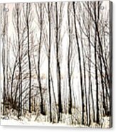 Winter Tree Fence 13283 Acrylic Print