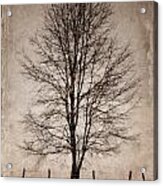Winter Tree Acrylic Print