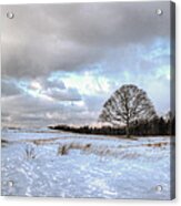 Winter Tree Acrylic Print