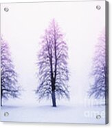 Winter Trees In Fog At Sunrise Acrylic Print