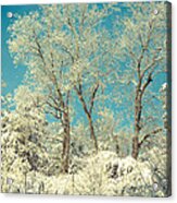 Winter Trees Acrylic Print