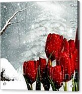 Winter Tulips Acrylic Print