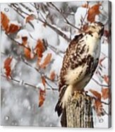 Winter Visitor Acrylic Print