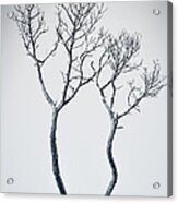 Wishbone Tree Acrylic Print