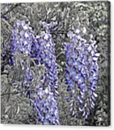 Wisteria Blossom Cluster Abstract -- Version 2 Acrylic Print