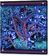 Withered Branches Acrylic Print