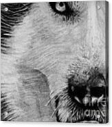 Wolf Acrylic Print