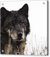 Black Wolf Acrylic Print