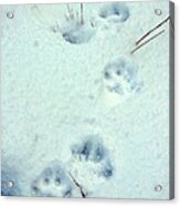 Wolf Tracks In Snow Acrylic Print