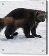 Wolverine On Snow #3 Acrylic Print