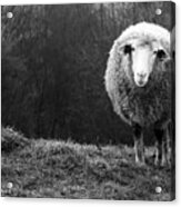 Wondering Sheep Acrylic Print