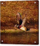 Wood Duck Taking Off Acrylic Print