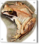 Wood Frog Acrylic Print