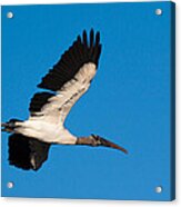 Wood Stork Acrylic Print