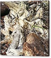 Wooden Dragon Acrylic Print