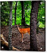 Woodland Deer Acrylic Print