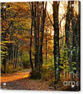 Woodland Road Acrylic Print