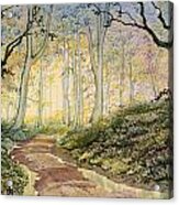 Woodland Trail At Sledmere Acrylic Print