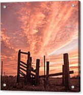Working Cattle/ End Of Day Acrylic Print