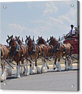 World Renown Clydesdales 2 Acrylic Print