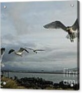 Wow Seagulls 2 Acrylic Print