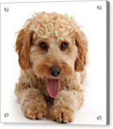 Wp44509 Cockapoo Dog Acrylic Print