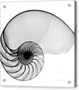 X-ray Of Nautilus Acrylic Print