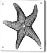 X-ray Of Starfish Acrylic Print