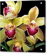 Yellow And Pink Orchids Acrylic Print