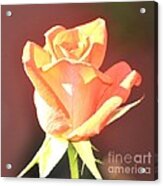 Yellow And Pink Rose Bud In The Sun Acrylic Print